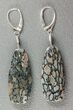 Grey-Blue Agatized Dinosaur Bone (Gembone) Earrings #54074-1